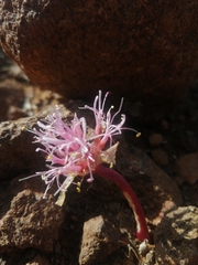 Haemanthus barkerae