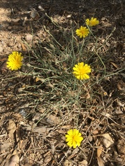 Launaea lanifera