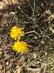 Launaea lanifera
