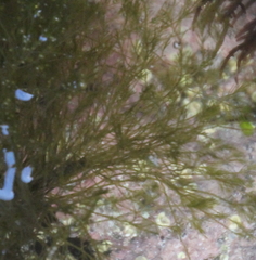 Ulvophyceae