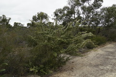 Hakea varia