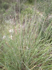 Poaceae