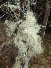 Usnea baileyi