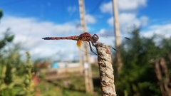 Trithemis selika