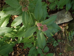 Hylotelephium telephium fabaria
