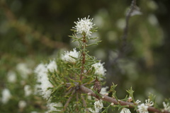 Hakea varia