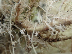 Usnea baileyi