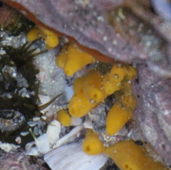 Ciocalypta polymastia