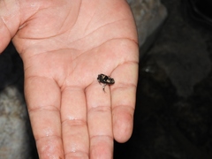 Phrynomantis annectens