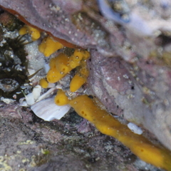 Ciocalypta polymastia