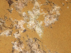 Phrynomantis annectens