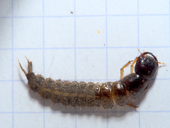 Staphylinidae
