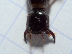 Staphylinidae