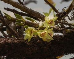 Dendrobium heterocarpum