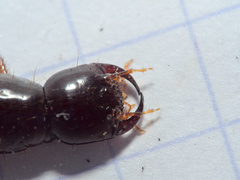 Staphylinidae