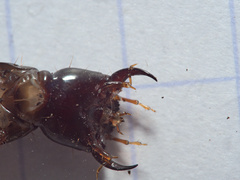 Staphylinidae