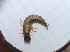 Staphylinidae