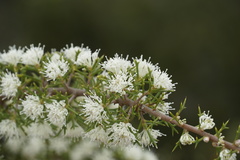 Hakea varia