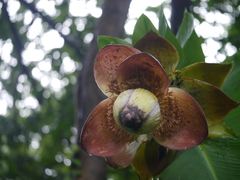 Ensete superbum