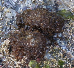 Nothogenia pulvinata