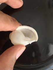 Semicassis canaliculata