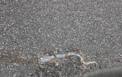 Coluber constrictor latrunculus