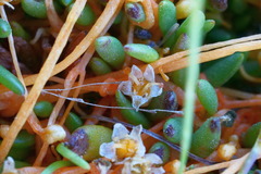 Cuscuta tasmanica