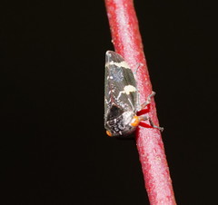 Eurymeloides punctata