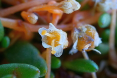 Cuscuta tasmanica