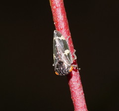 Eurymeloides punctata