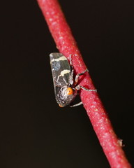 Eurymeloides punctata