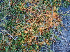 Cuscuta tasmanica