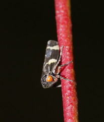 Eurymeloides punctata