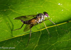 Athericidae