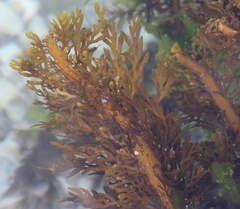 Carpophyllum plumosum