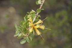 Lambertia inermis