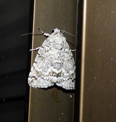 Blenina lichenopa