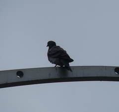 Columba livia domestica