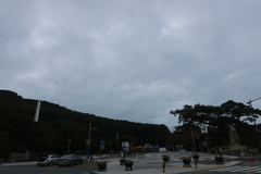 Hypsipetes amaurotis