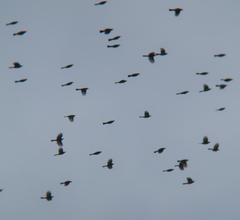 Hypsipetes amaurotis