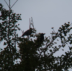 Corvus macrorhynchos