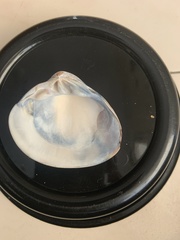 Marcia opima