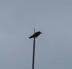 Corvus macrorhynchos