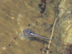 Phrynomantis annectens