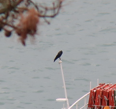 Corvus macrorhynchos