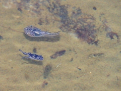 Phrynomantis annectens