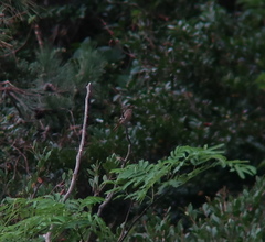 Phoenicurus auroreus