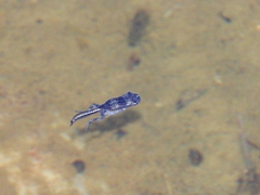 Phrynomantis annectens