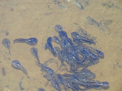 Phrynomantis annectens