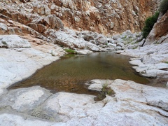 Phrynomantis annectens